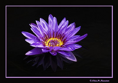 Day-flowering Waterlily (d311)