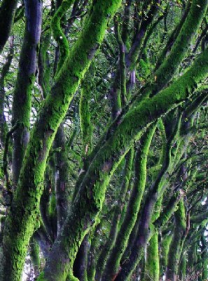 Trees on the edge of Dartmoor