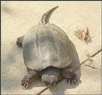 Runaway Turtle
