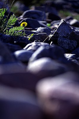 Dandelion On The Rocks
