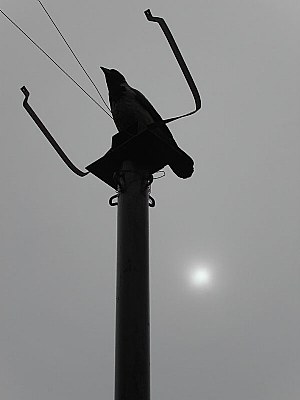 Bird on the Telephone Line