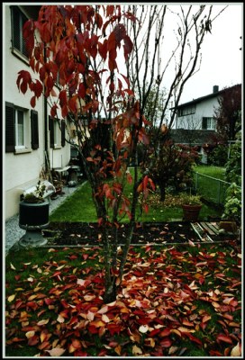 The tree and the distribution of leaves