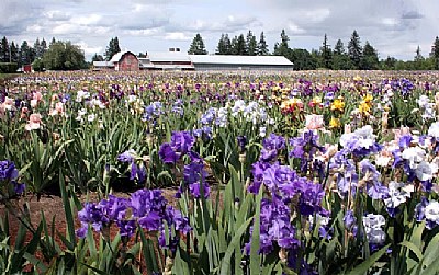 Iris Farm