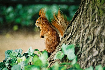 Funny squirrel :)