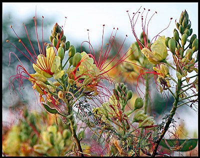 Flower and green