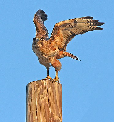 Taking off at Sunset