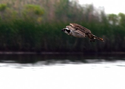 Osprey #2