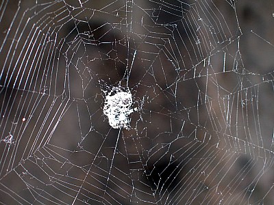 A Spider (Man!)