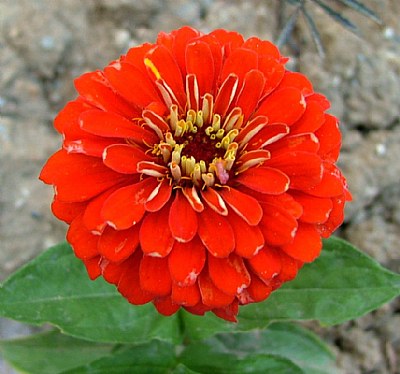 Gloria
