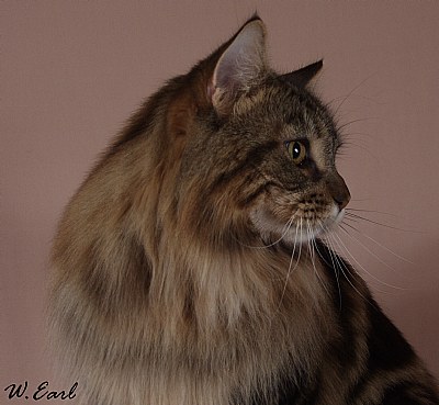 Maine Coon Profile