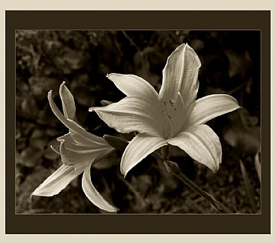 Floral n Sepia