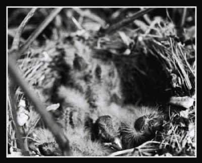 Purple Finch 2