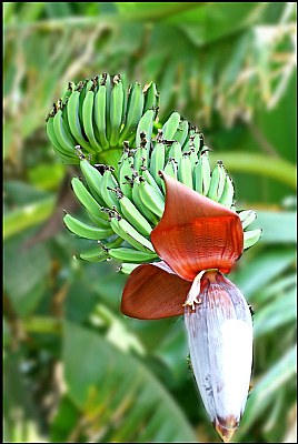 Banana fruit