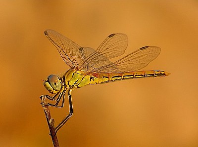 Dragonfly