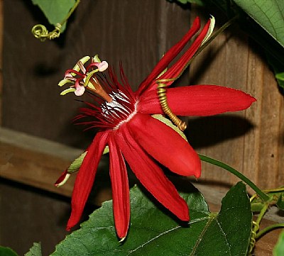 Passiflora Vitifolia