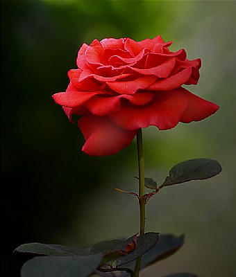 Just a rose..