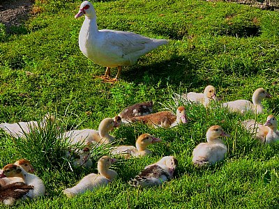 Duck's kindergarten