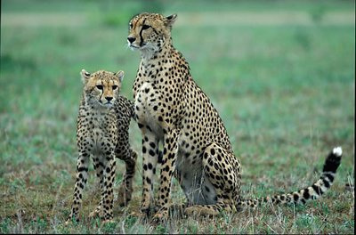 Cheetah & cub