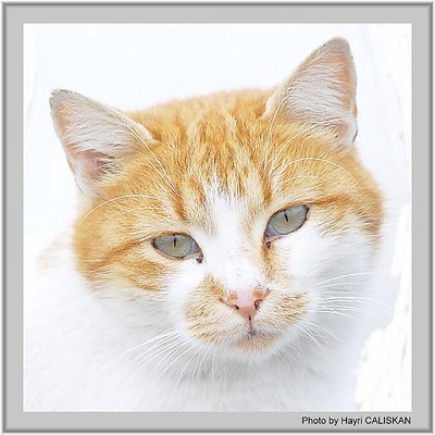 Sweety Cat