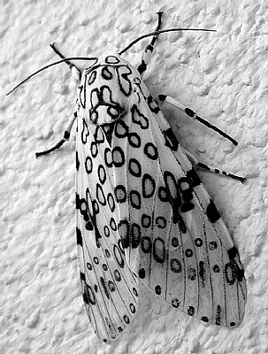BW Moth 