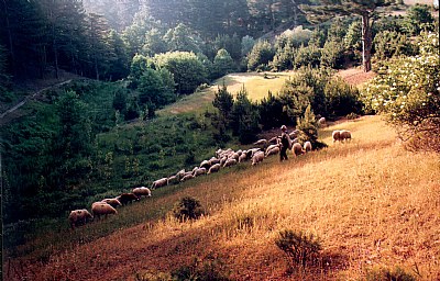 sheeps