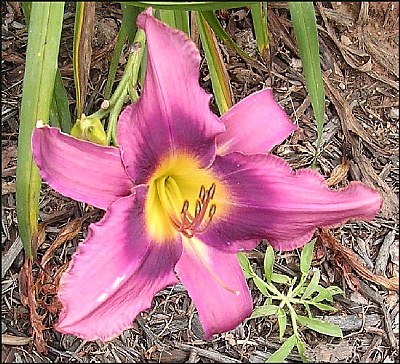 Day Lily 2