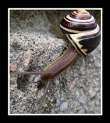 Snail on the Edge