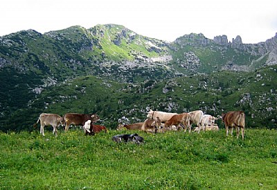 Mucche al pascolo