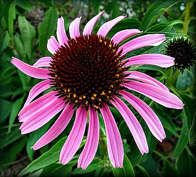 Cone Flower