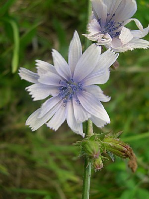 Beauty is in the eye of the beholder...a weed is beautiful too! 