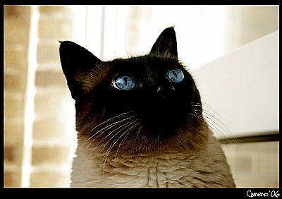 Feline Glance