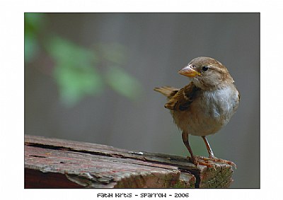 | sparrow |