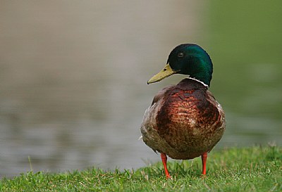 Just a Duck