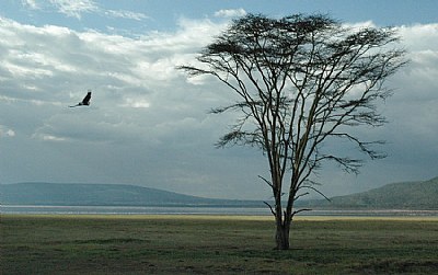 Eagle Tree