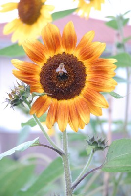 Sunflower Triptych (3)