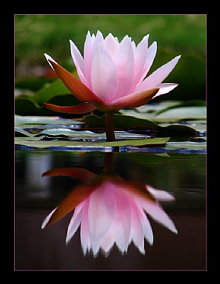 Water Lily