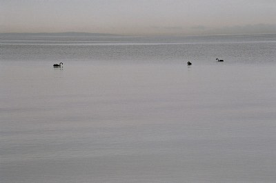 Three swans at Altona