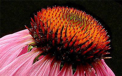 echinacea 2