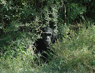 Face in the bushes