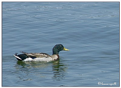 Swimming