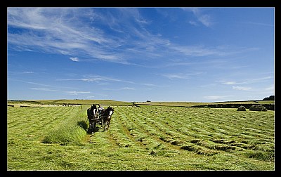 Cutting the Grass