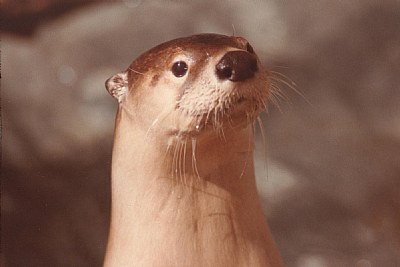 North American River Otter