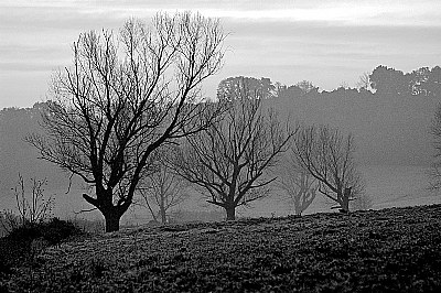 Trees at dawn