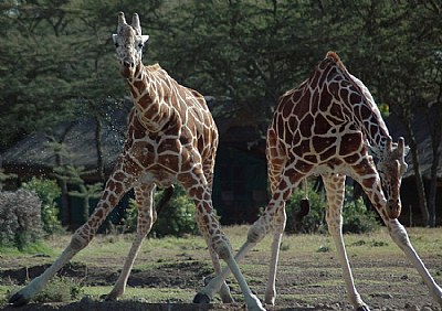 Going down to the watering hole?