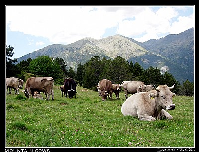 Mountain cows