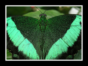 Irredescent Green Butterfly
