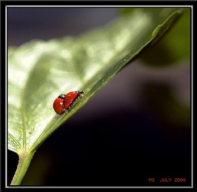 Lady Bug & Friend