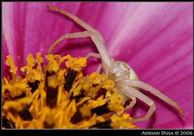 Spider on the lookout