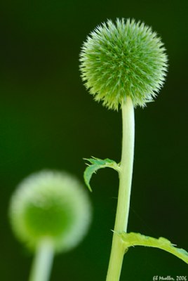 Green Floral