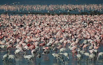 Full of Flamingos